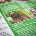 Thumbnail 7 - Adopt a Sloth