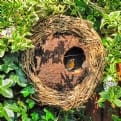 Thumbnail 1 - Simon King Wreath Bird Nester