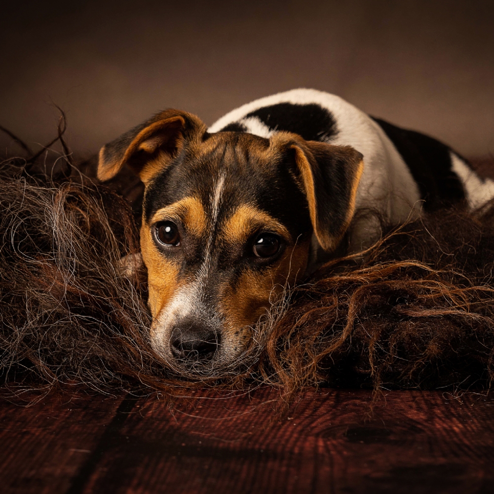 Activity Superstore Pet Portrait Voucher