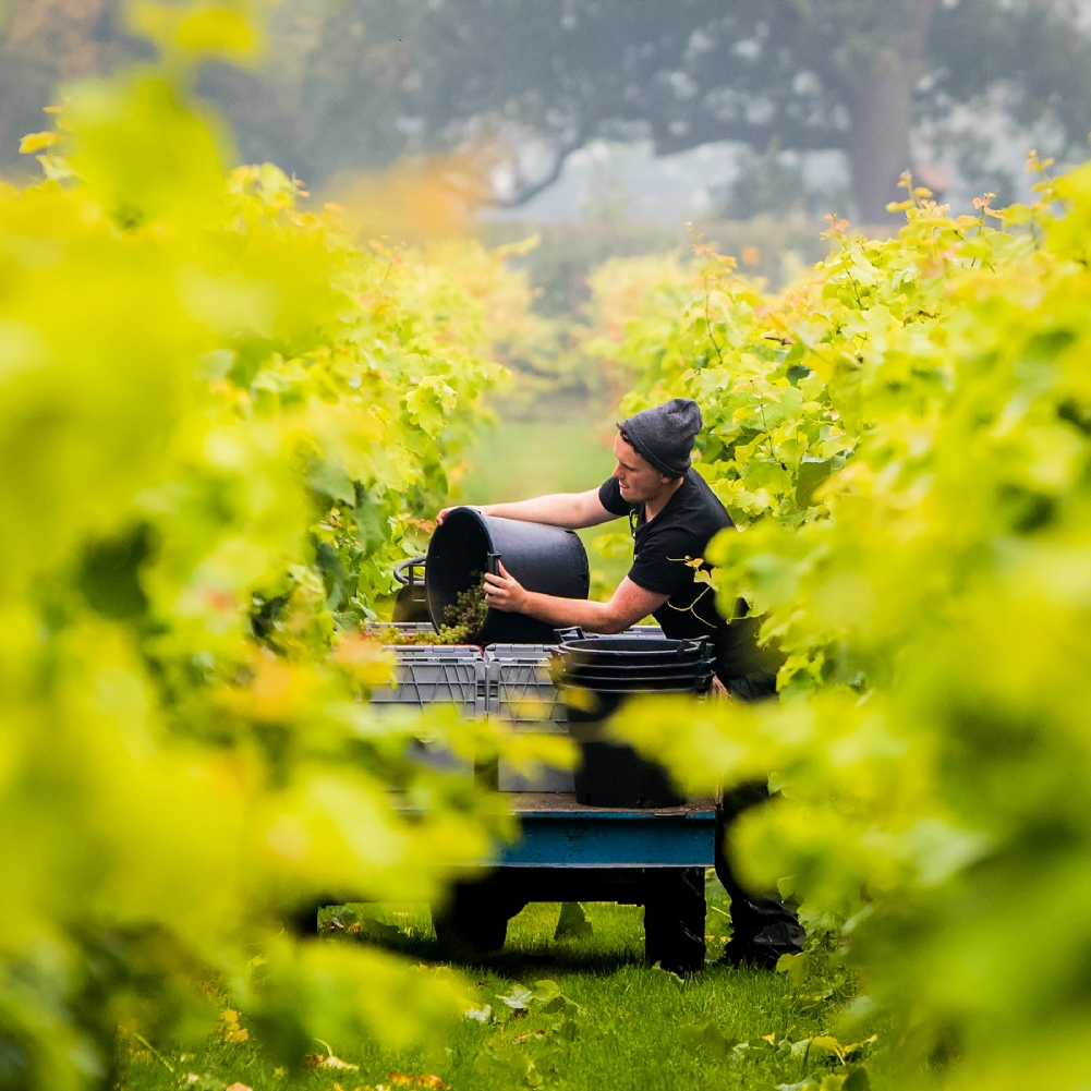Activity Superstore English Vineyard Discovery