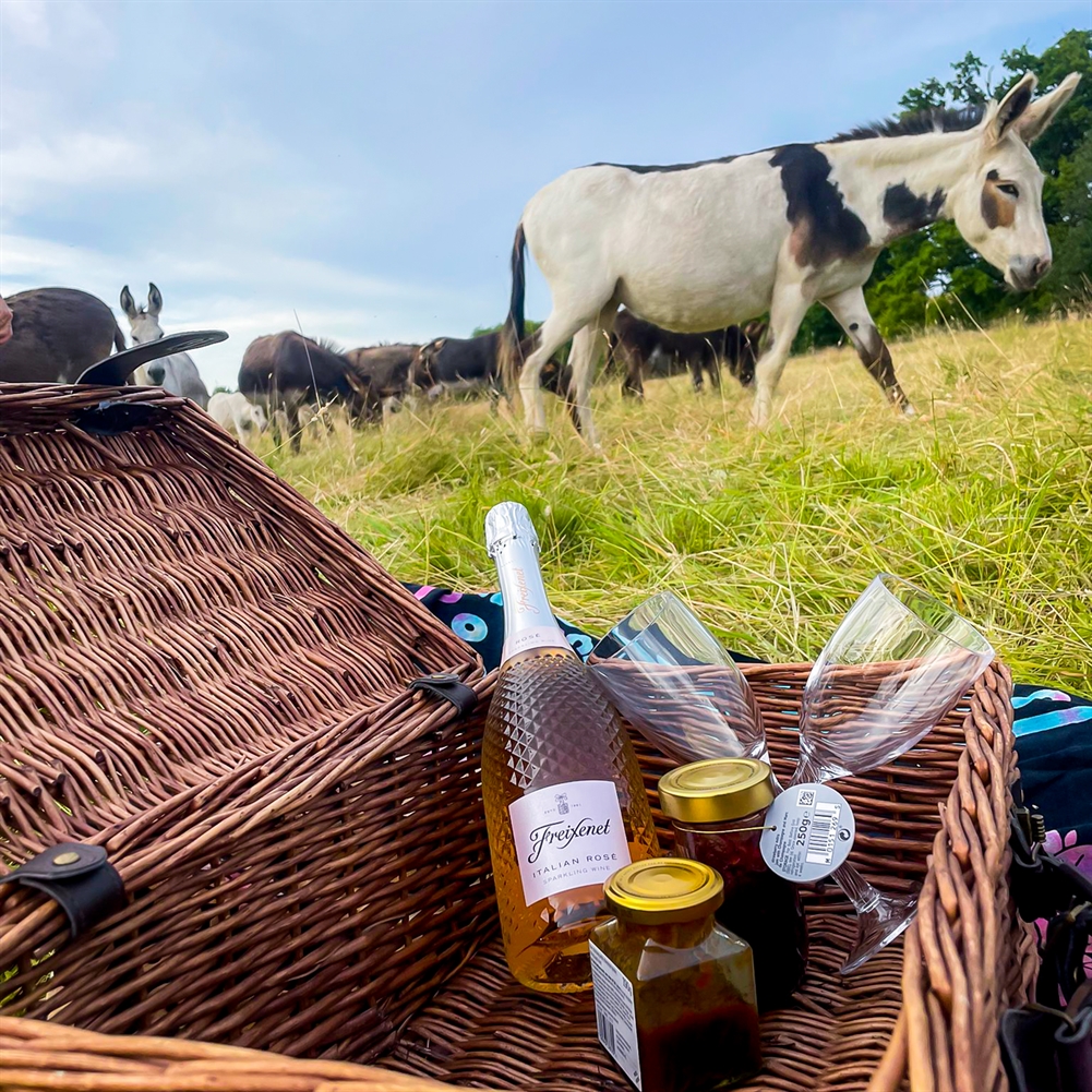 Activity Superstore Green Donkey Picnic For Four At Dashing Donkeys