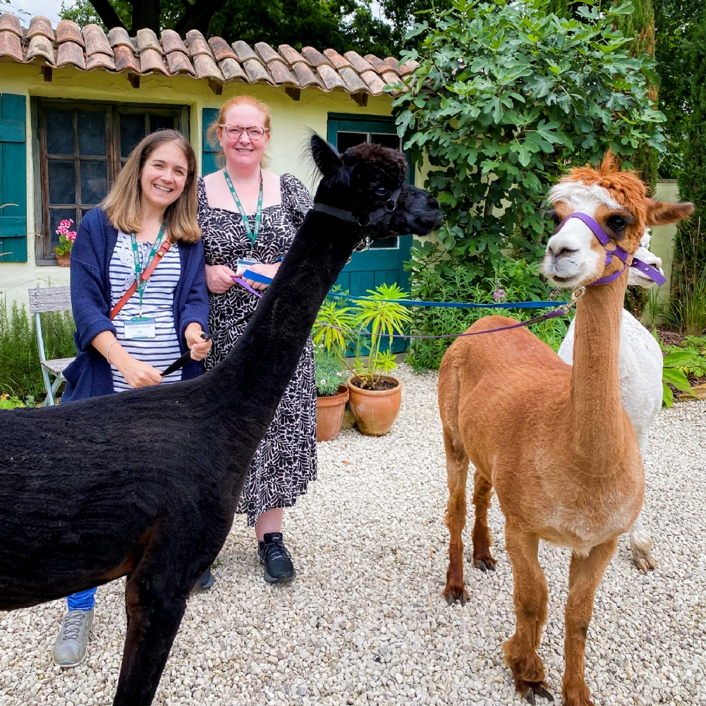 Activity Superstore Meet & Greet The Alpacas