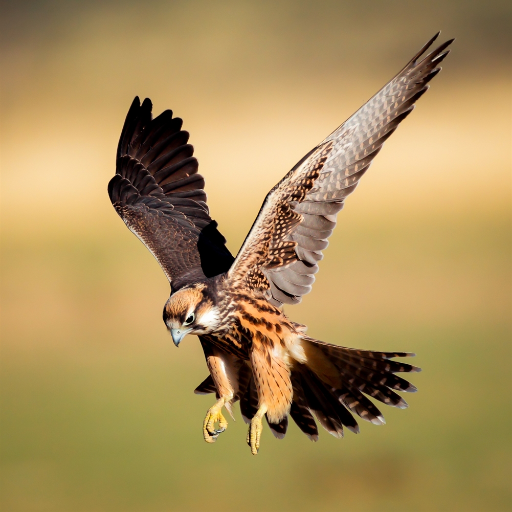 Activity Superstore Hawk Walk Experience