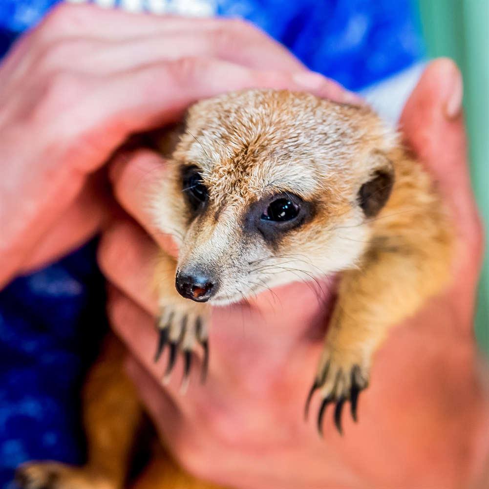 Activity Superstore Meerkat Encounter For Two At Ark Wildlife Park