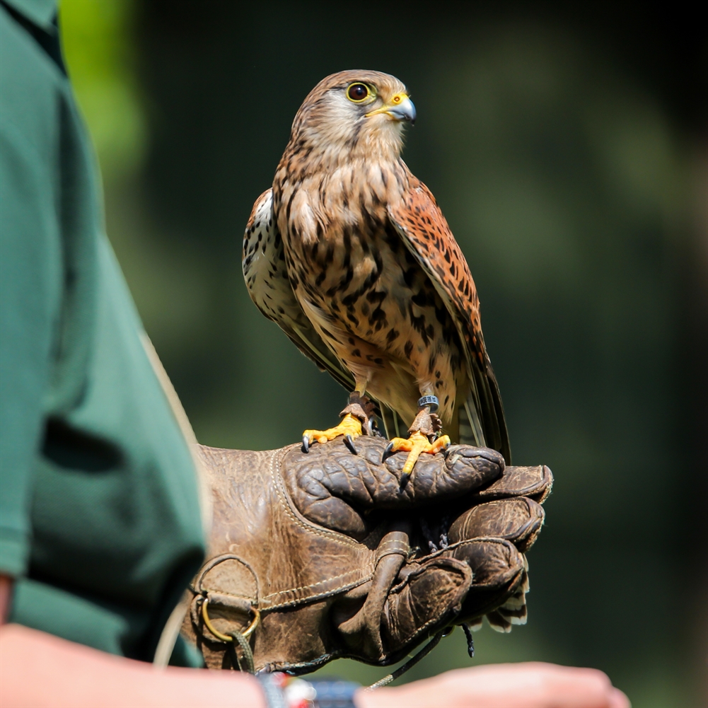 Activity Superstore Half Day Introduction To Falconry