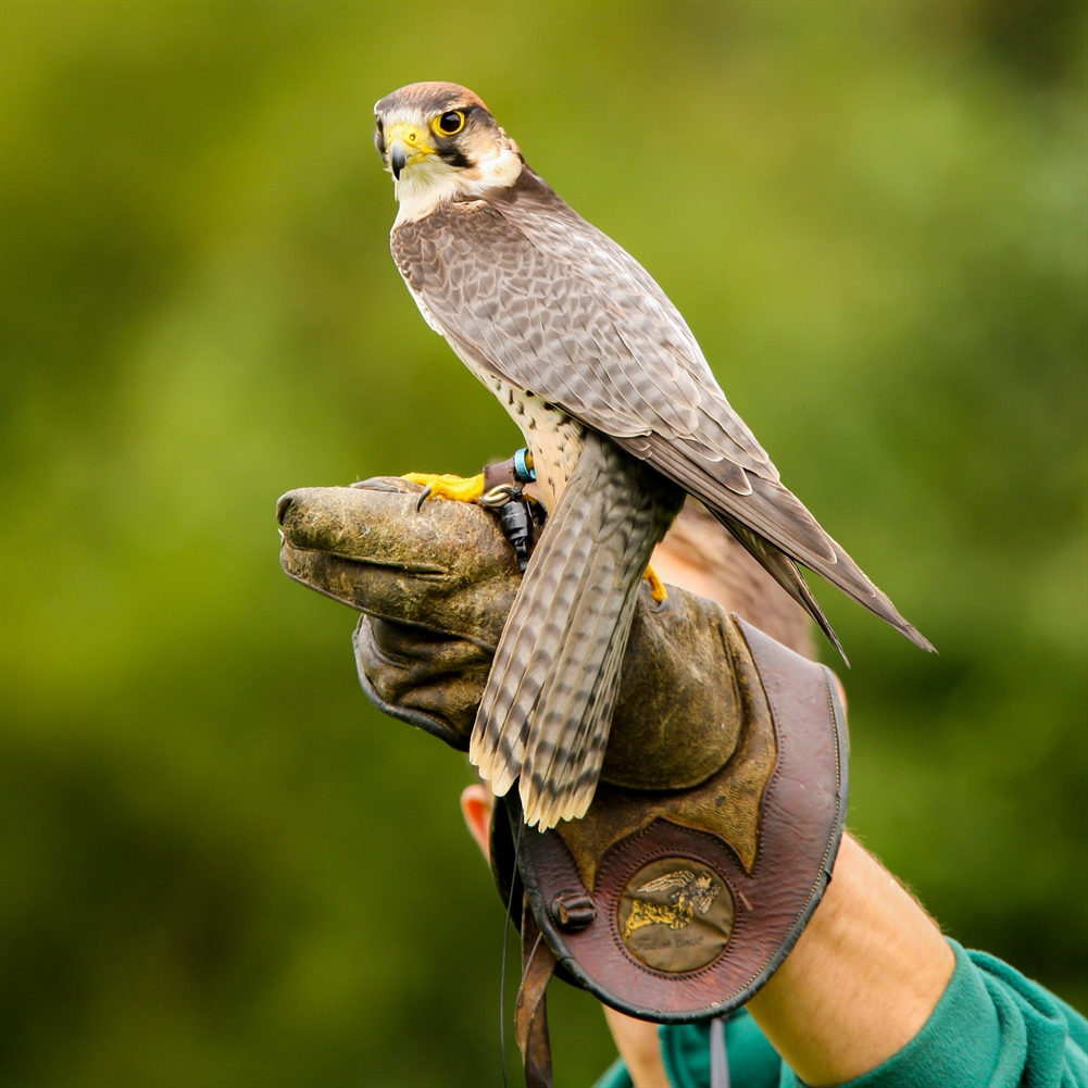 Activity Superstore Falconry Taster Experience