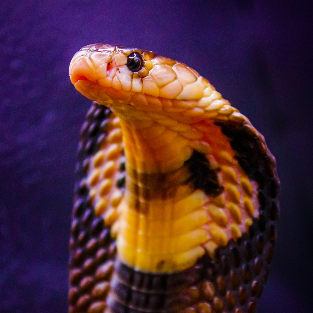 Activity Superstore Venomous Snake Tour