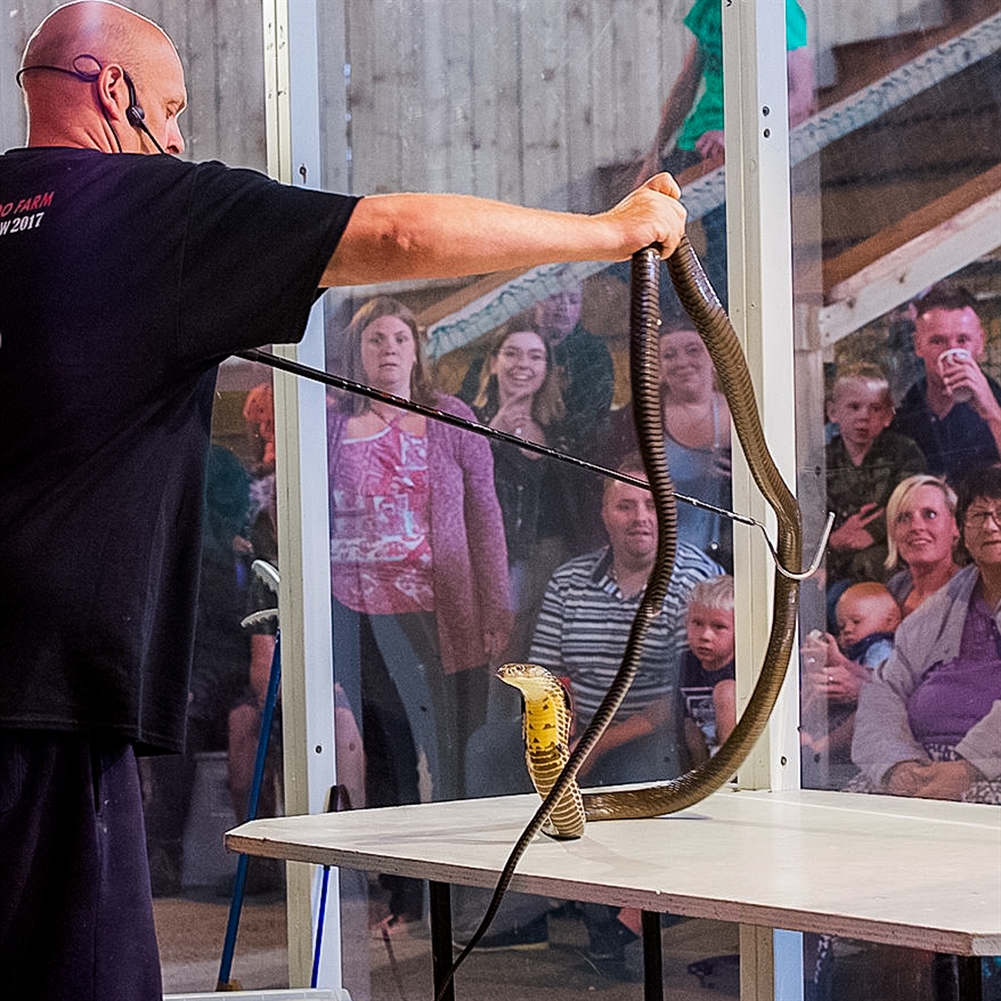 Activity Superstore Venomous Snake Show