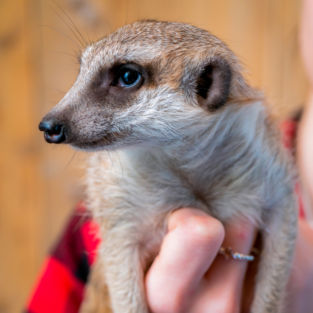 Activity Superstore Meerkat Encounter For Two
