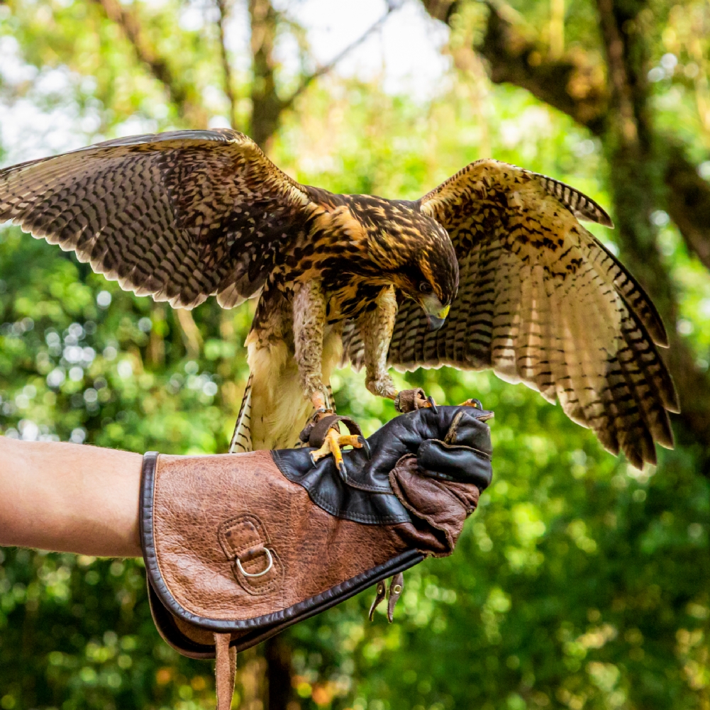 Activity Superstore 3 Hour Falconry Experience