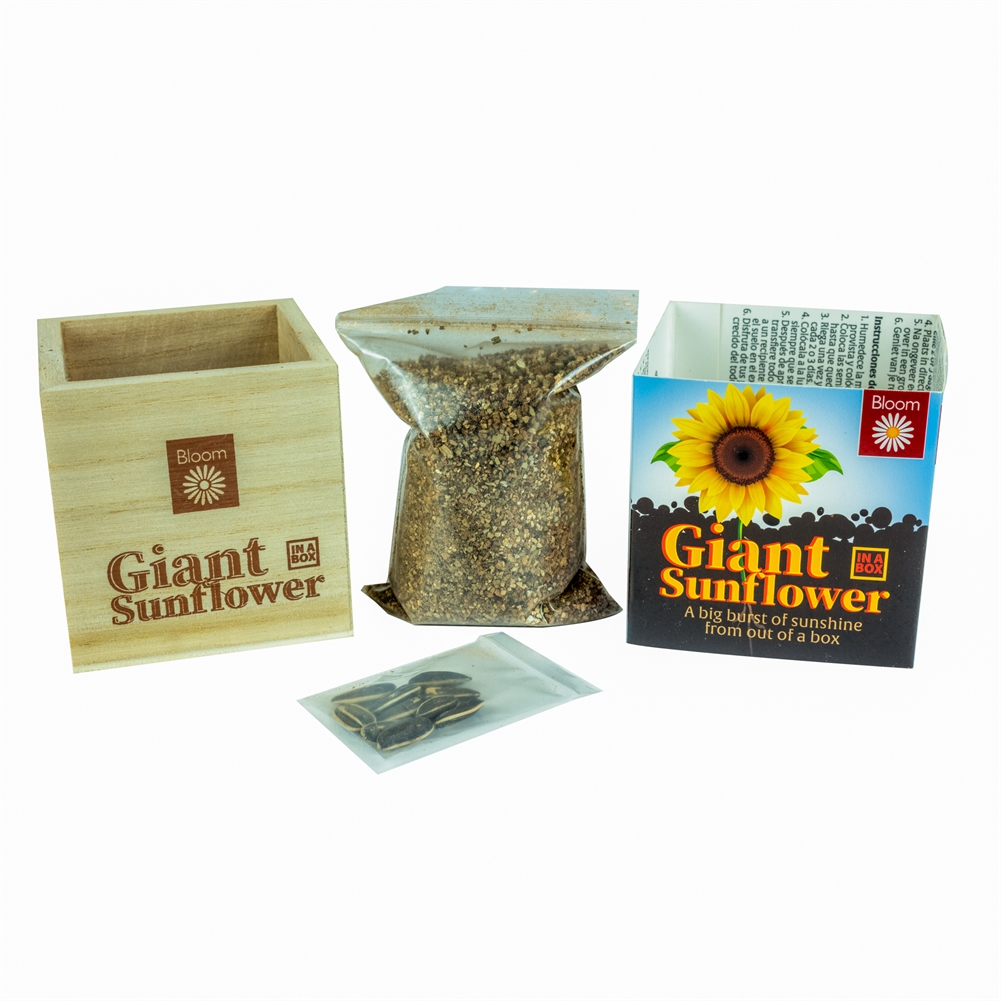 Funtime Gifts Green Grow Your Own Giant Sunflower