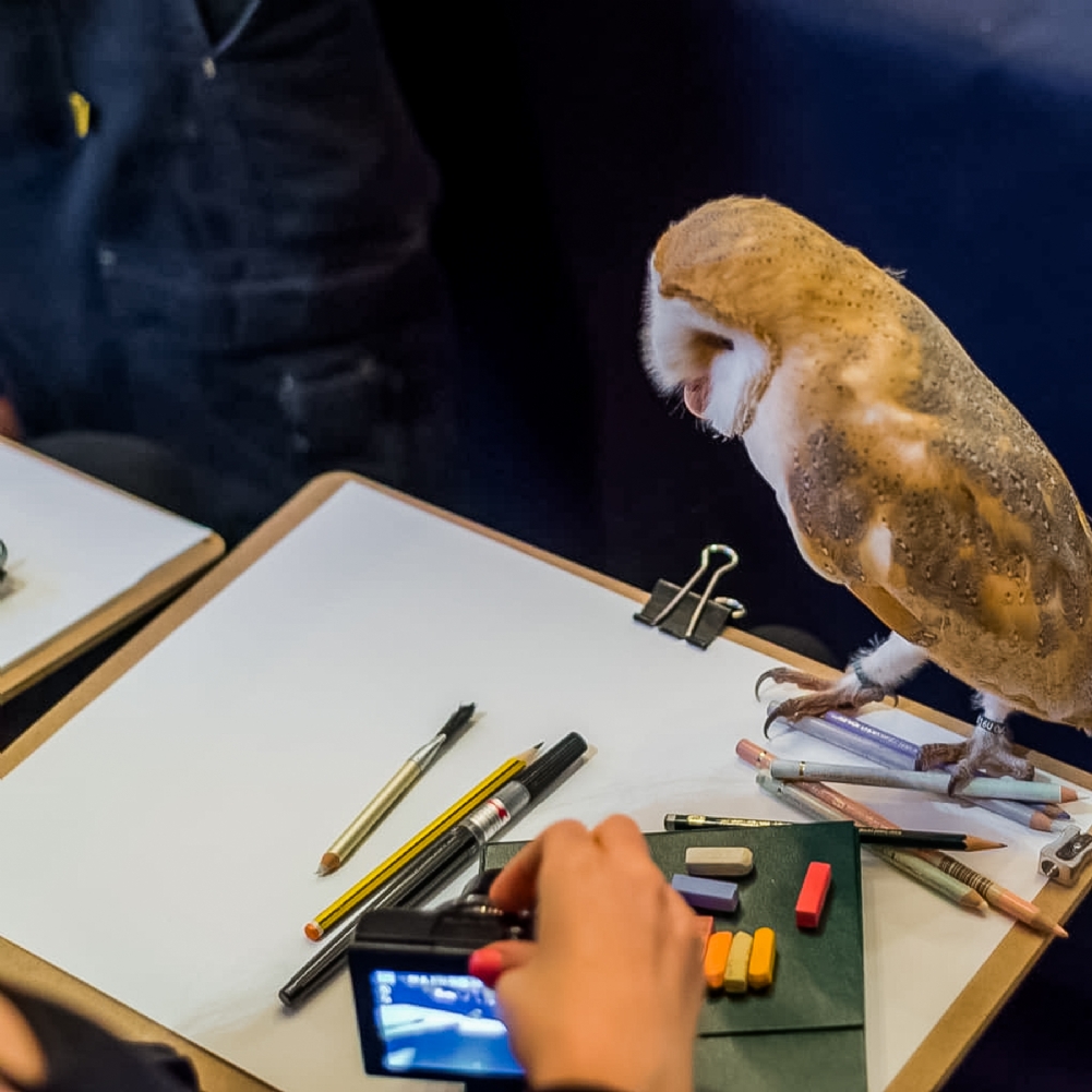 Indytute Wild Life Drawing Class In London For Two