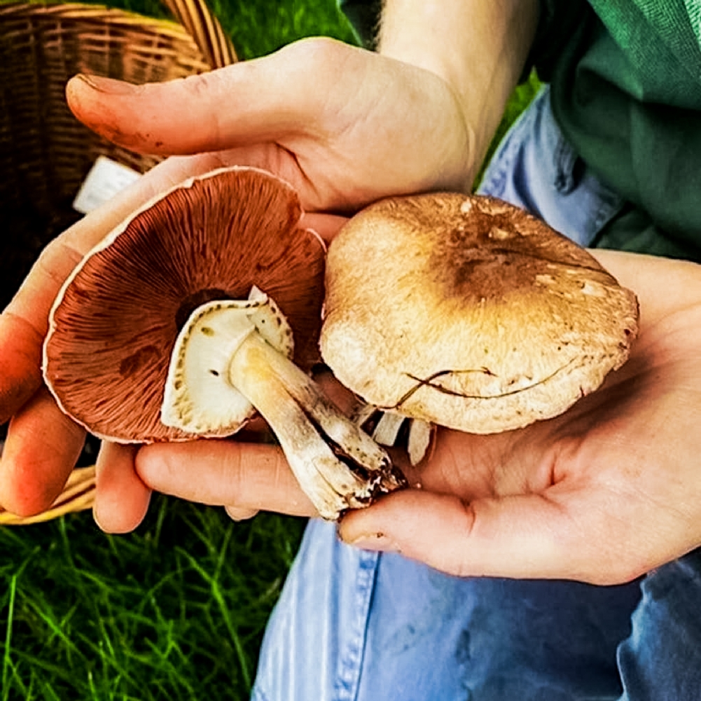 Indytute Wild Foraging Experience & Seasonal Feast