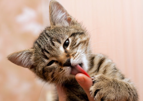 Cat lick balls Questions for spunk